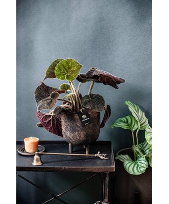 Ayaklı Saksıda Begonia